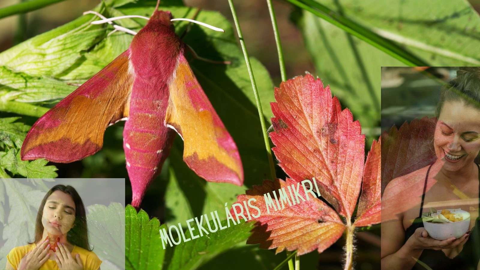molekuláris mimikri